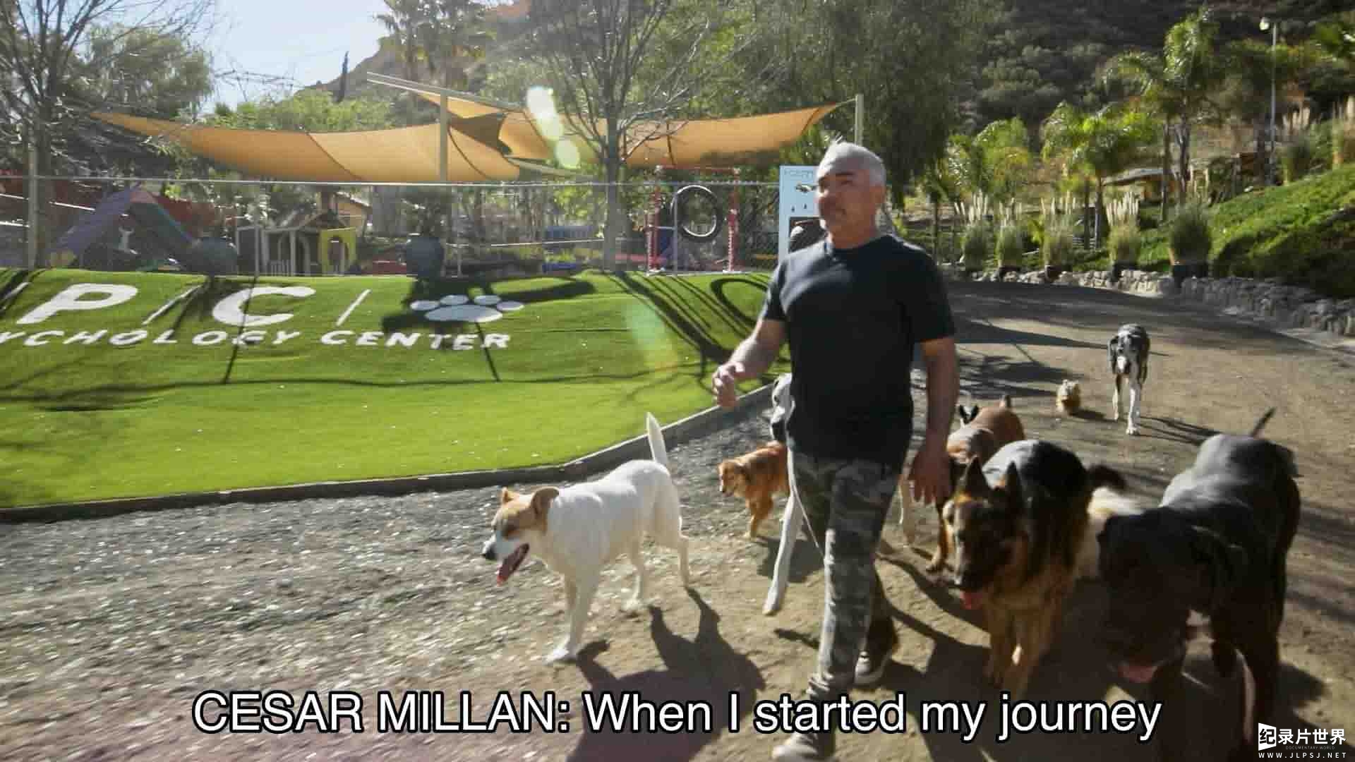 国家地理《西泽教官狗主人训练班/西萨教官狗主人训练班 Cesar Millan: Better Human Better Dog 2021》第1季全10集