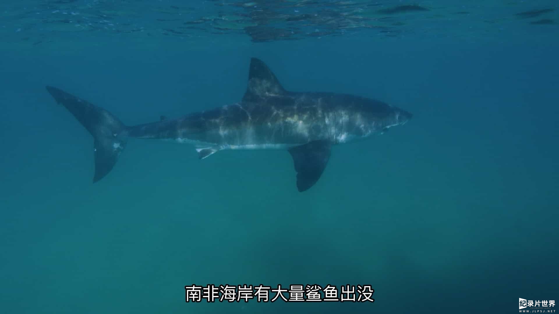 国家地理《鲨与鲸 Shark vs. Whale 2020》全1集