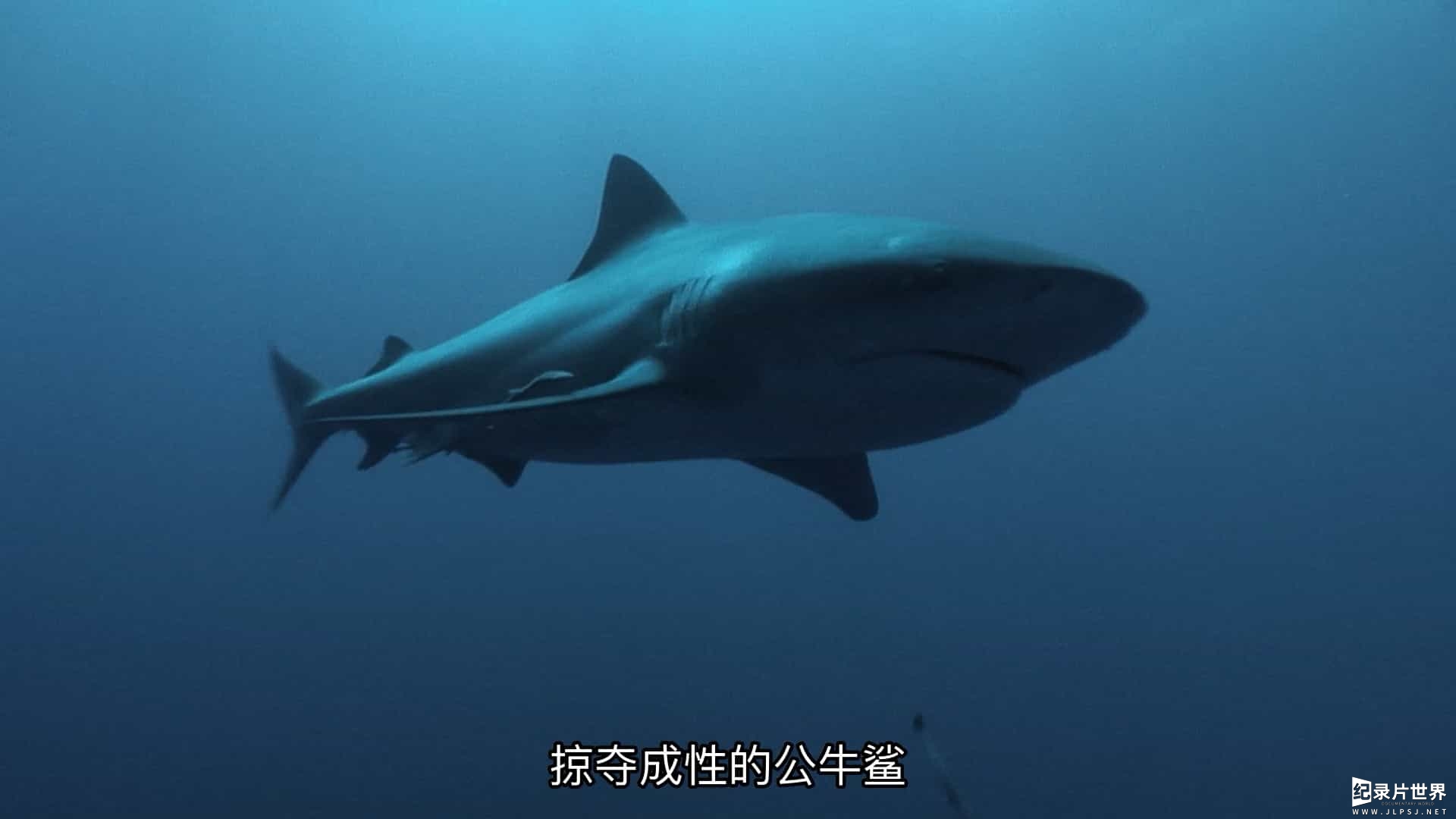 国家地理《鲨与鲸 Shark vs. Whale 2020》全1集