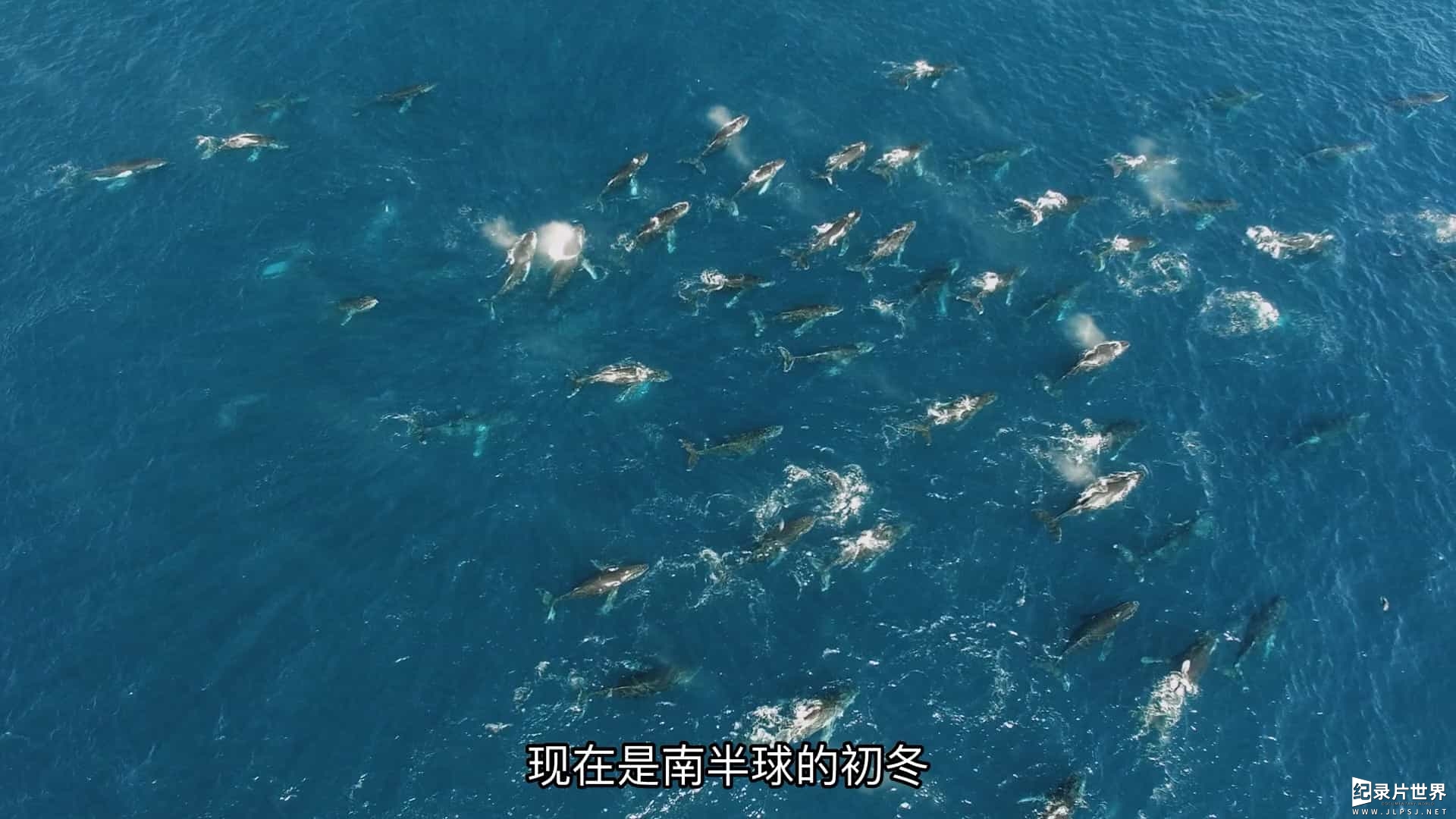 国家地理《鲨与鲸 Shark vs. Whale 2020》全1集