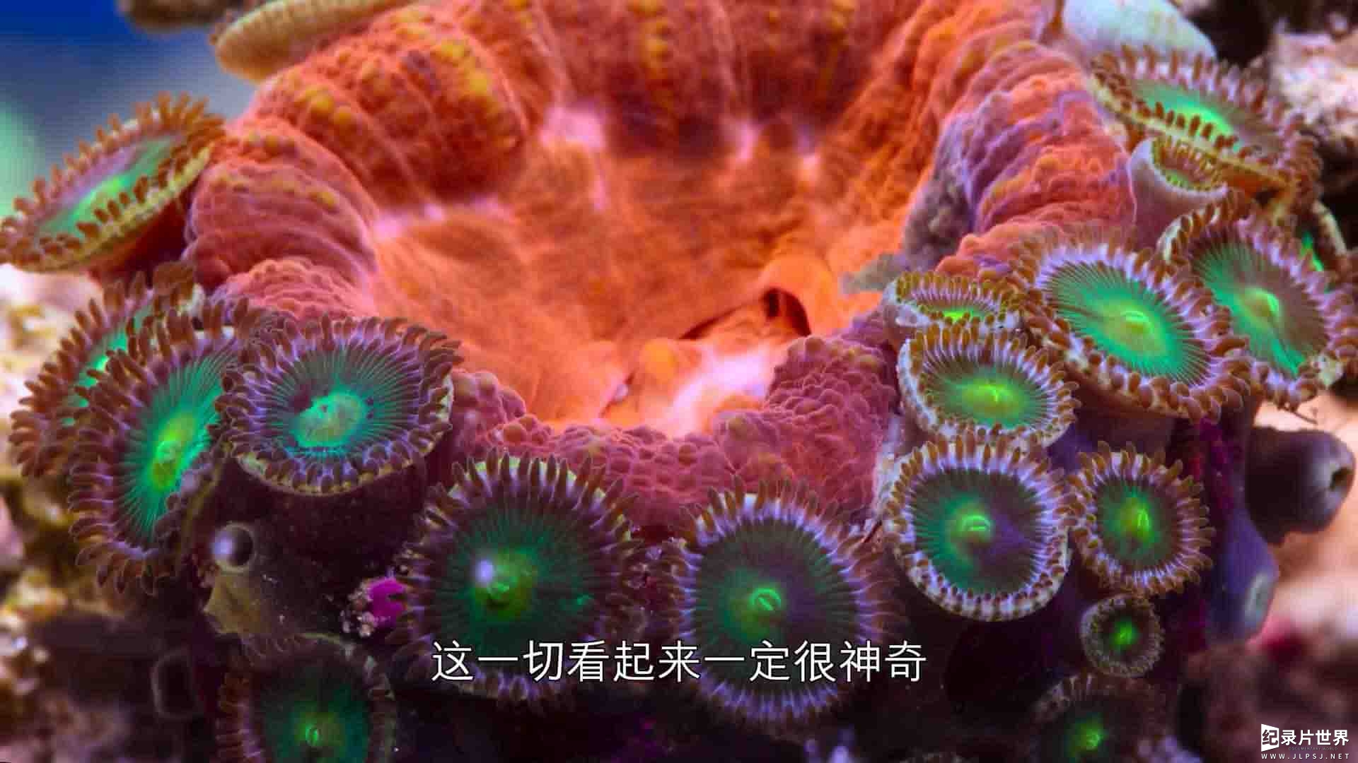 澳大利亚纪录片《河豚之家：神奇的珊瑚礁 Microworlds: Reef 2021》全1集