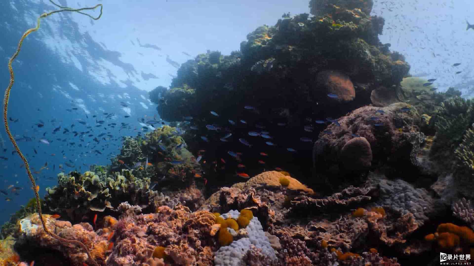 澳大利亚纪录片《河豚之家：神奇的珊瑚礁 Microworlds: Reef 2021》全1集