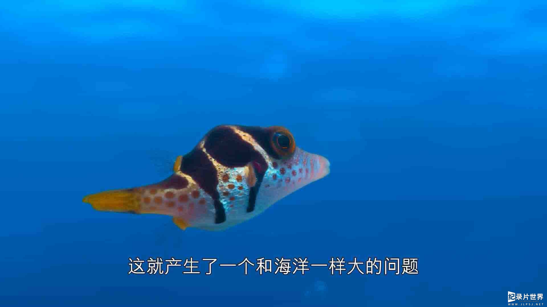 澳大利亚纪录片《河豚之家：神奇的珊瑚礁 Microworlds: Reef 2021》全1集