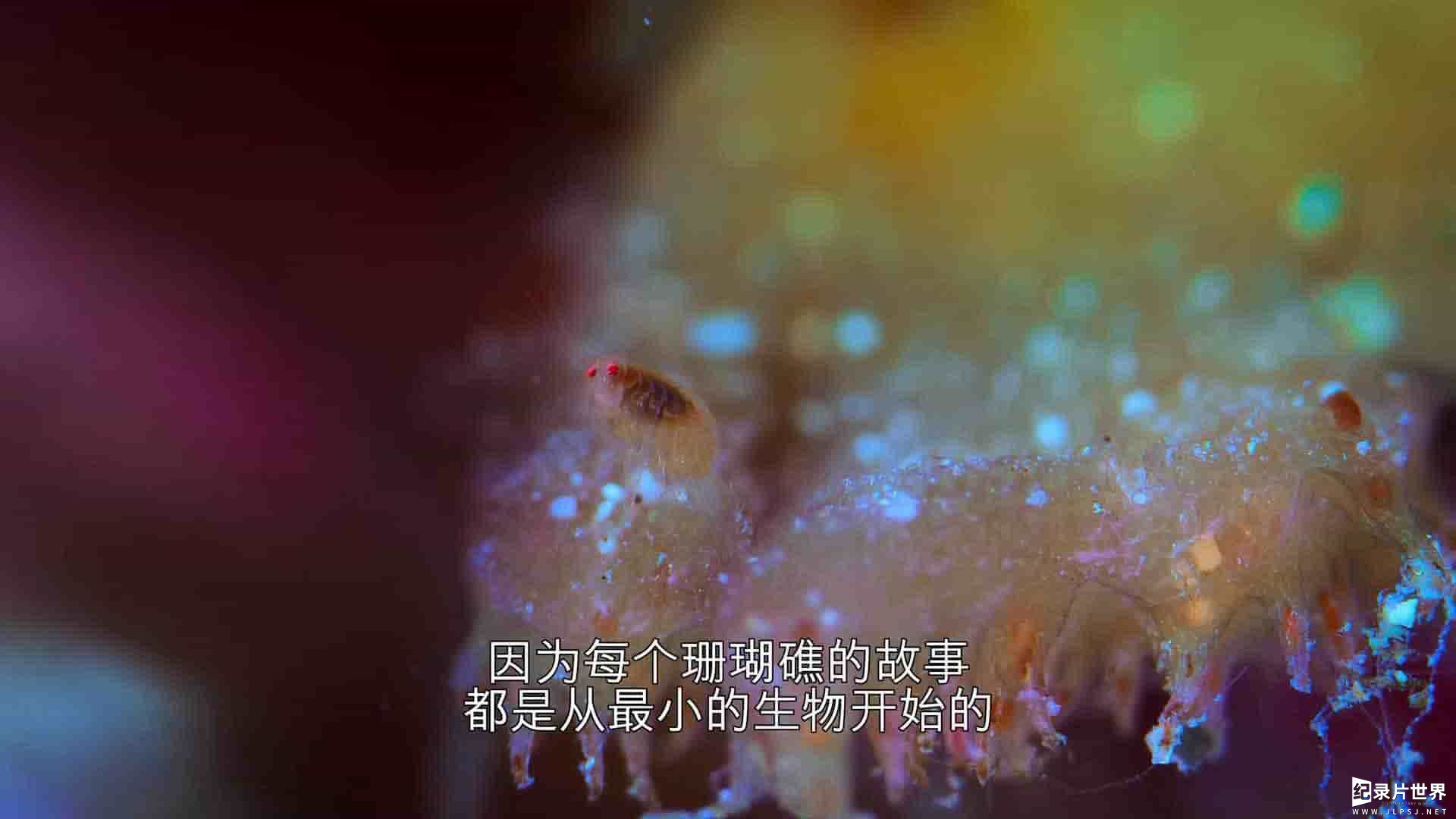 澳大利亚纪录片《河豚之家：神奇的珊瑚礁 Microworlds: Reef 2021》全1集