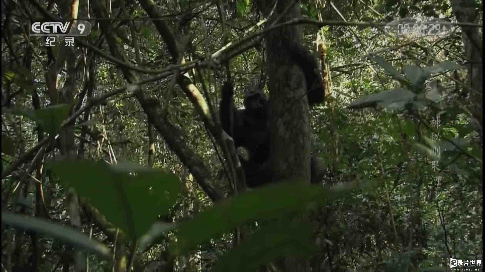 央视纪录片《神秘刚果河 The Congo Basin》全3集