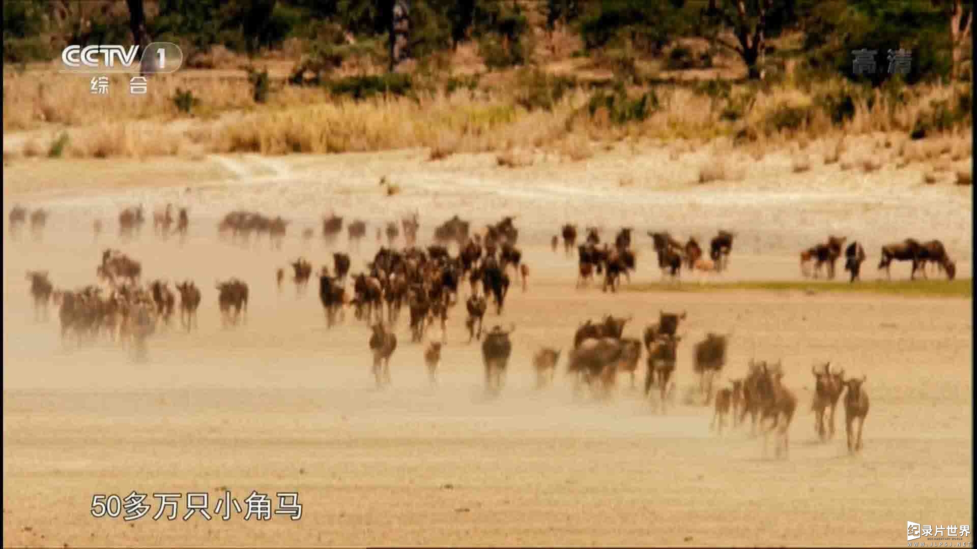 央视纪录片《塞伦盖蒂大草原 The Great Serengeti》全1集