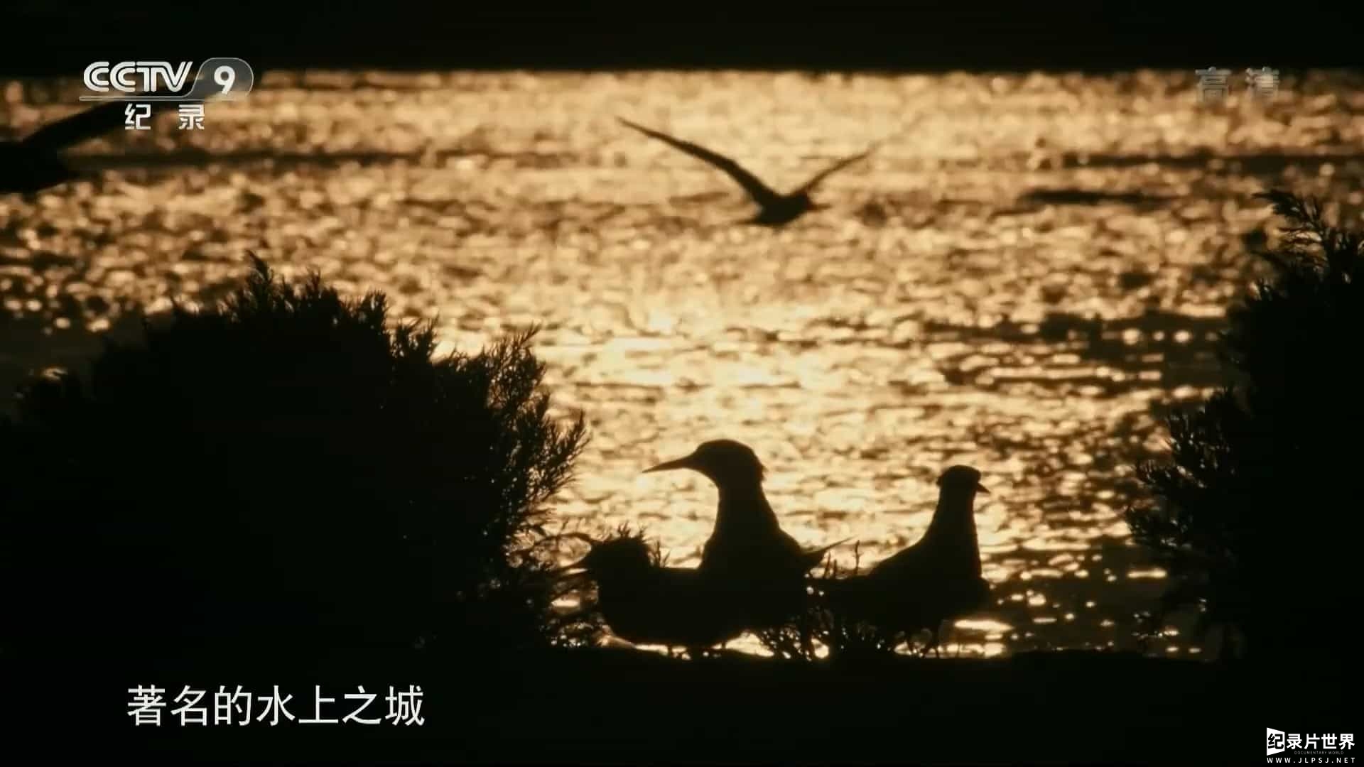 央视纪录片《野性威尼斯 Wild Venice 2018》全1集