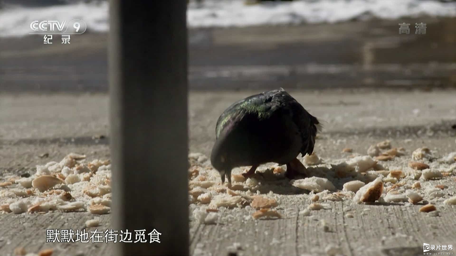 央视纪录片《鸽子的秘密生活 The Secret Life of Pigeons 2016》全1集