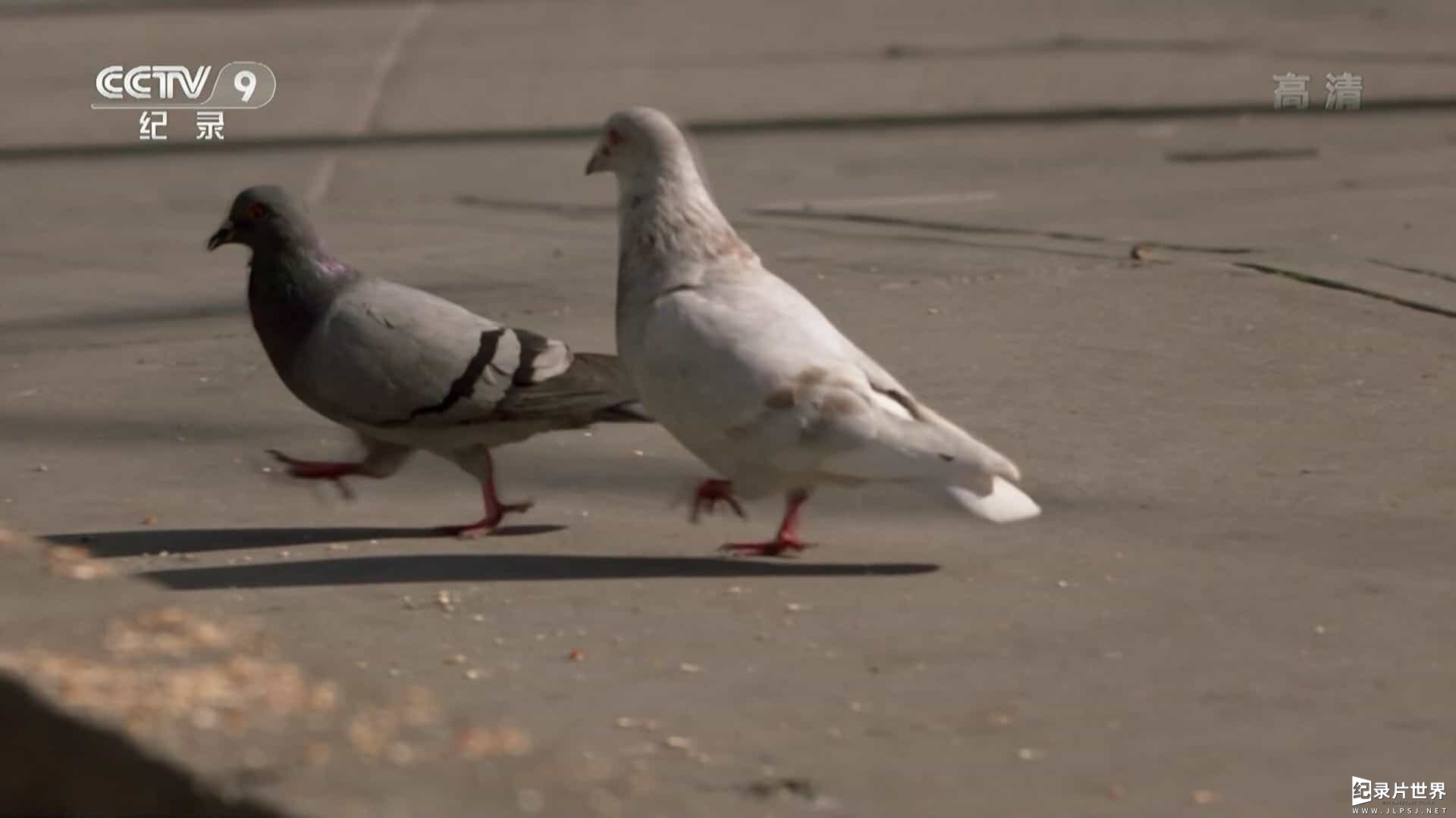 央视纪录片《鸽子的秘密生活 The Secret Life of Pigeons 2016》全1集