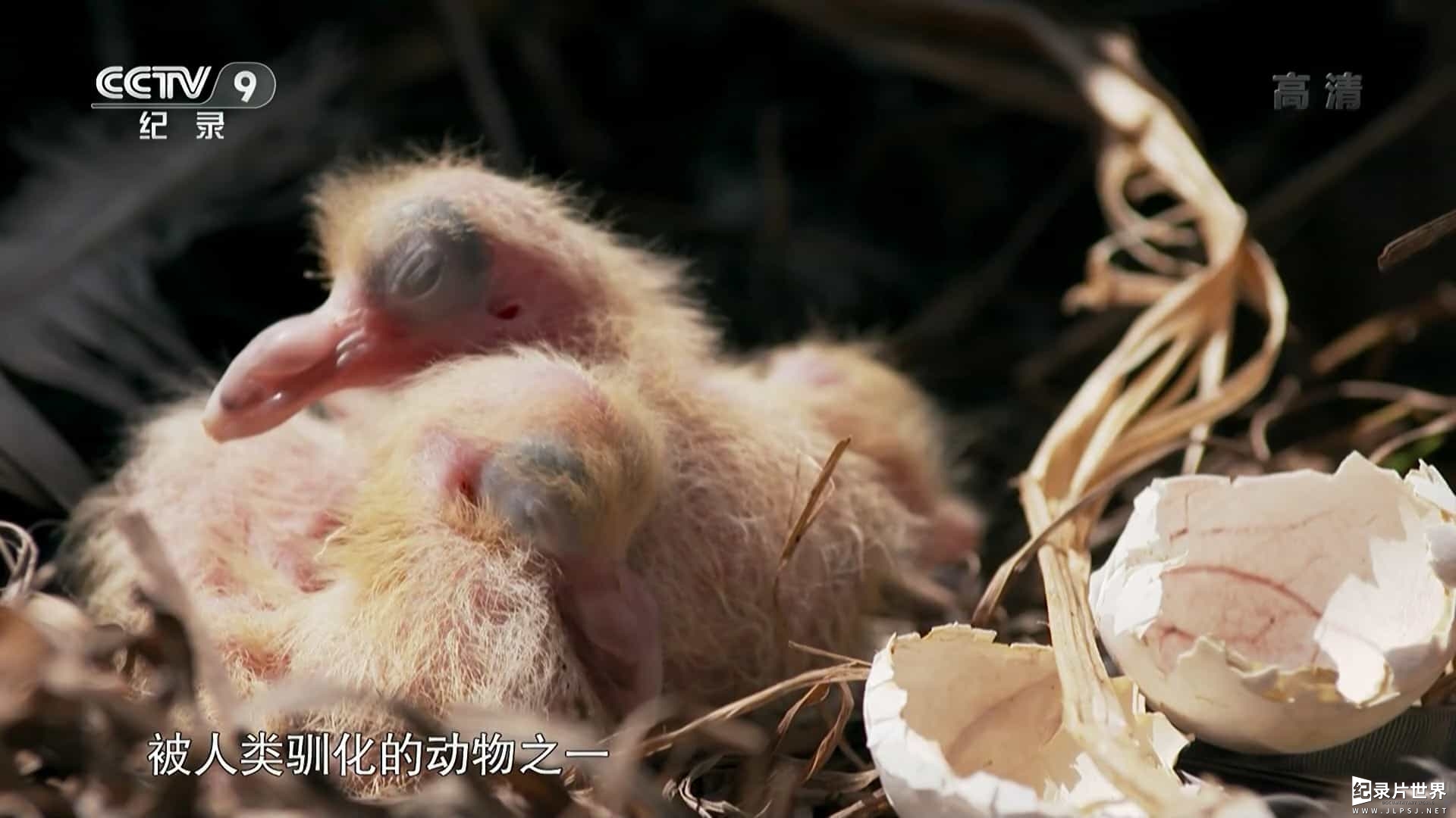 央视纪录片《鸽子的秘密生活 The Secret Life of Pigeons 2016》全1集