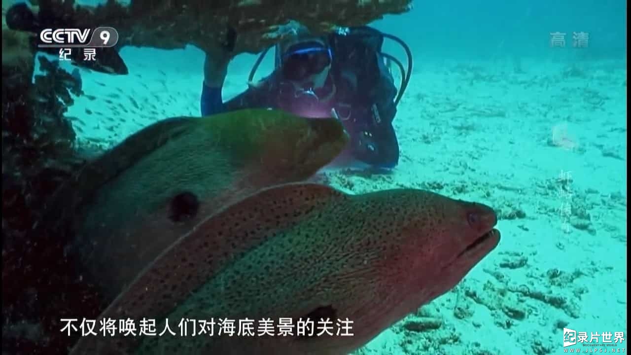 央视自然《虾蛄传奇 Ninja Shrimp 2012》全1集 