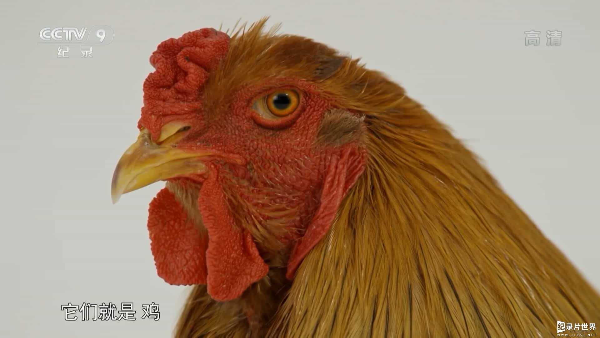 央视纪录片《鸡鸣星球 Chicken Planet 2015》全1集 