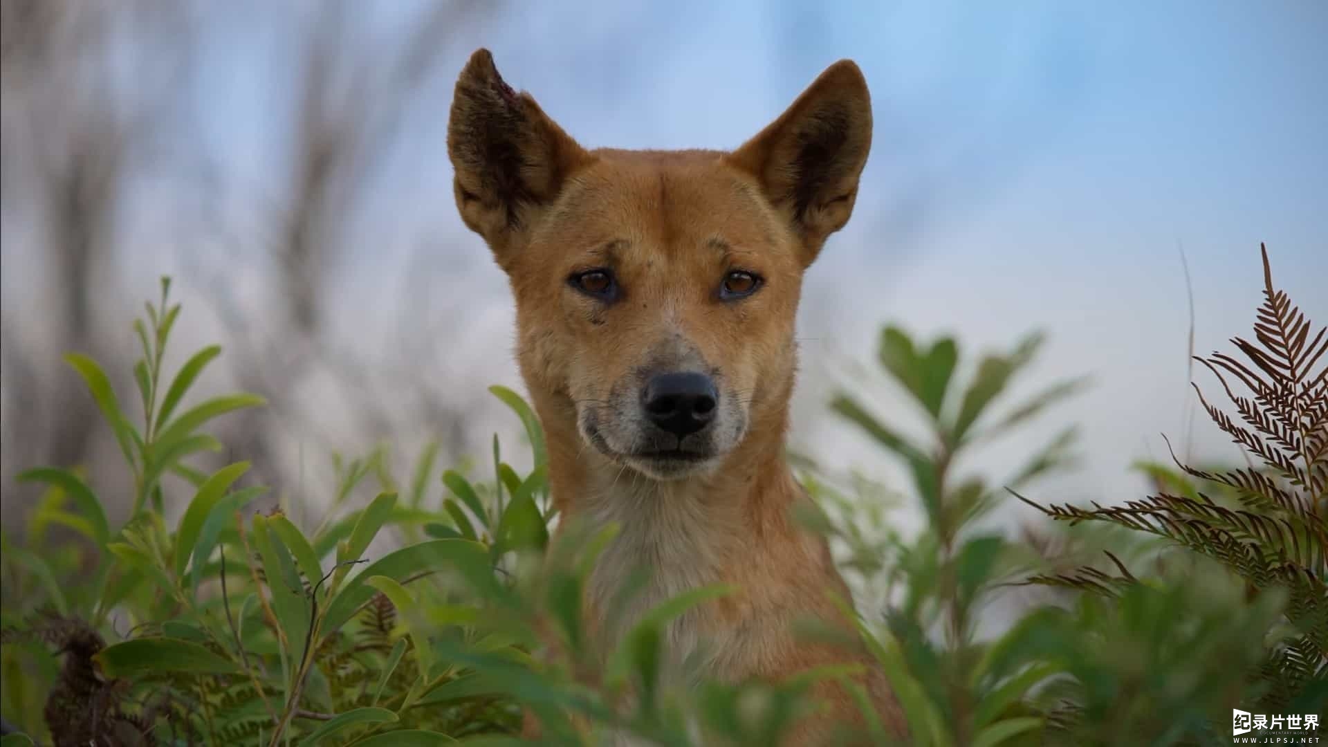 BBC纪录片《野生犬科动物：认识这个大家庭 Dogs in the Wild: Meet the Family 2023》全3集 