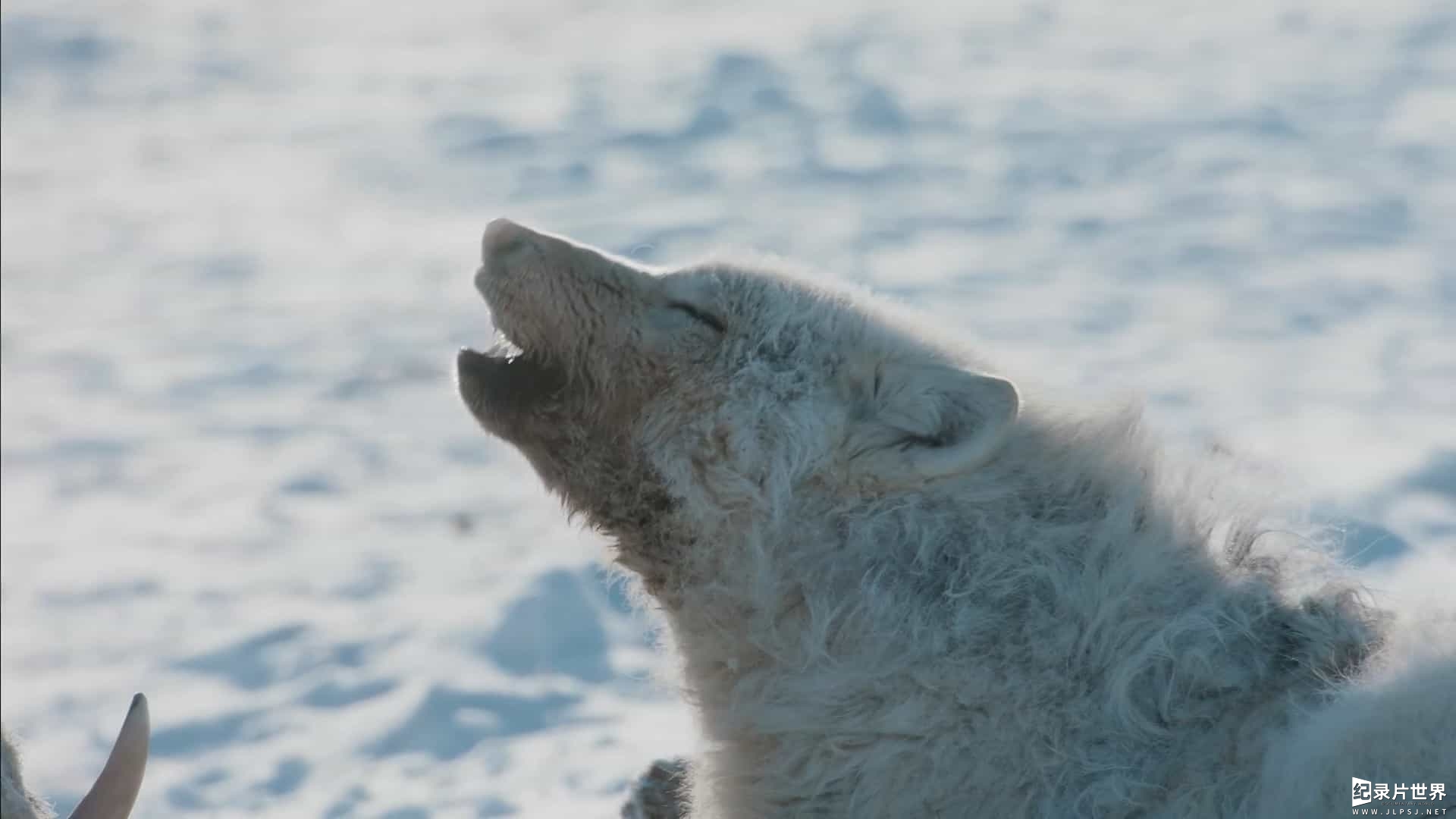 BBC纪录片《野生犬科动物：认识这个大家庭 Dogs in the Wild: Meet the Family 2023》全3集 