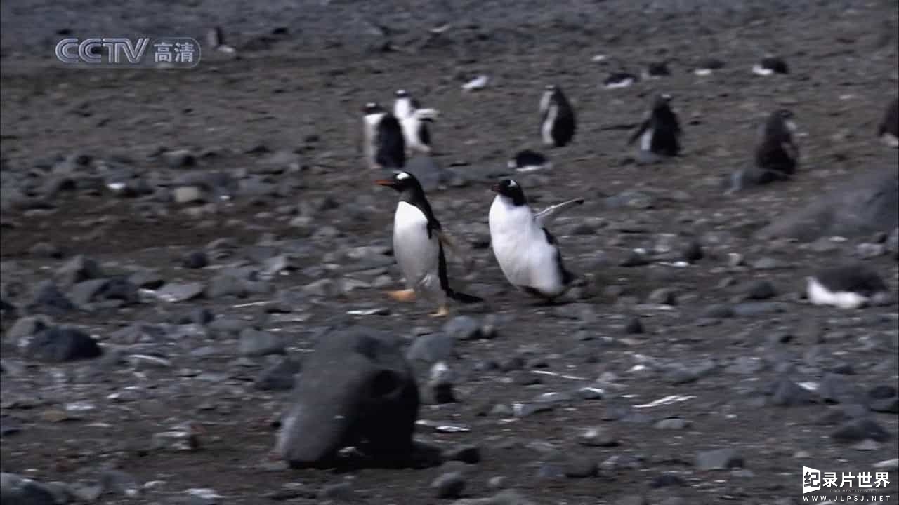 央视纪录片《南极探秘之旅 2009》全5集 