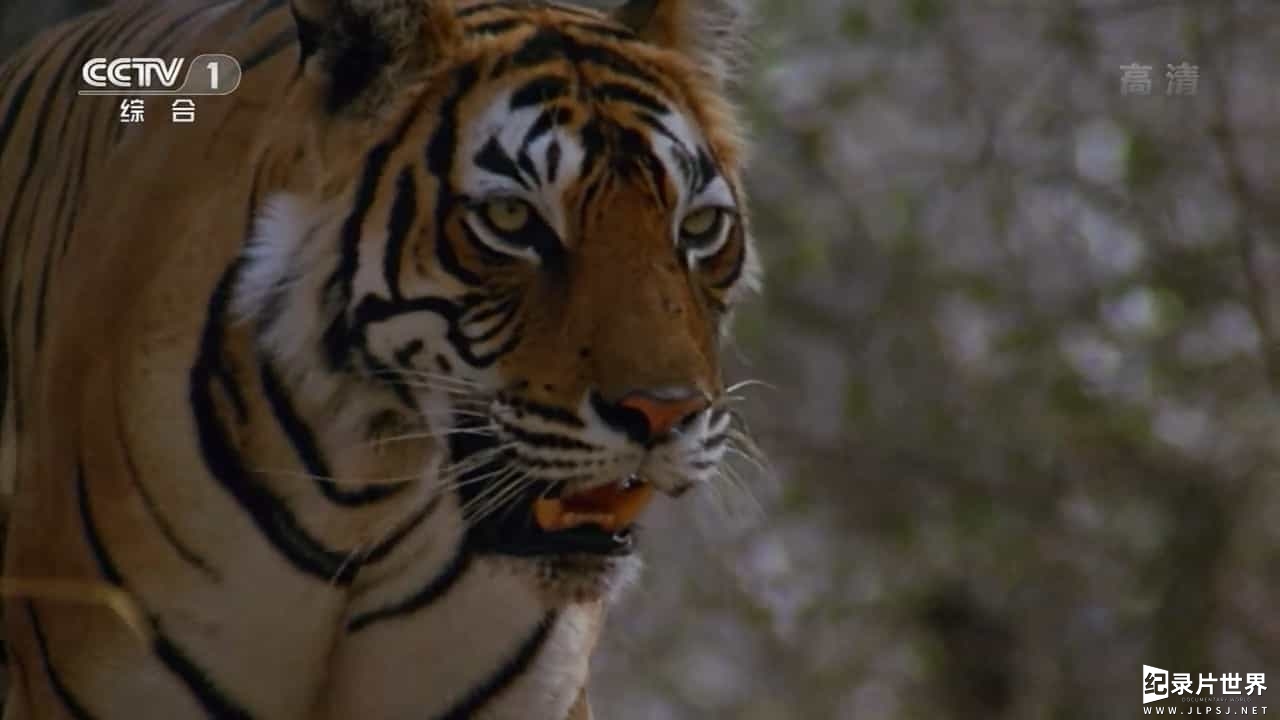 央视纪录片《印度野生大地/狂野印度 Wildest India》全4集