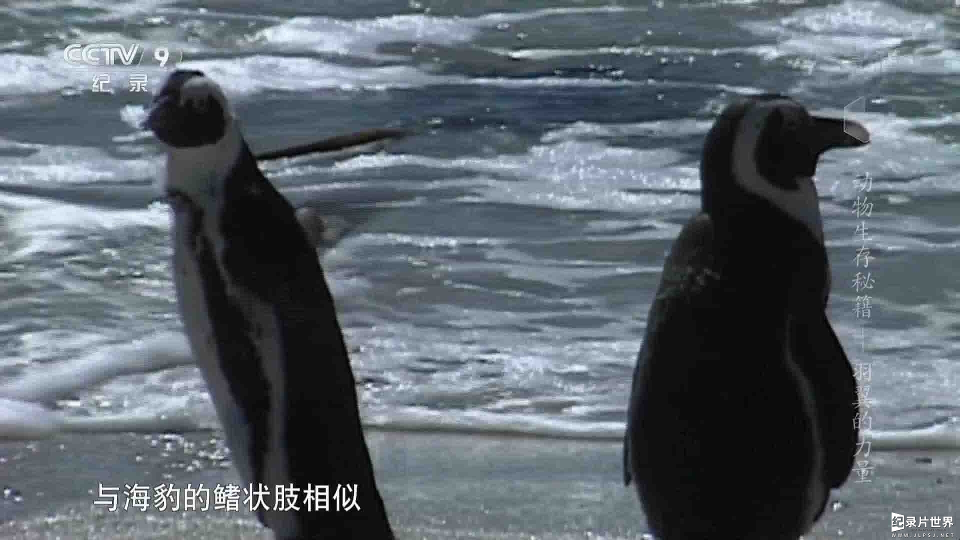  央视纪录片《动物生存秘籍 Animal Strategies》全6集