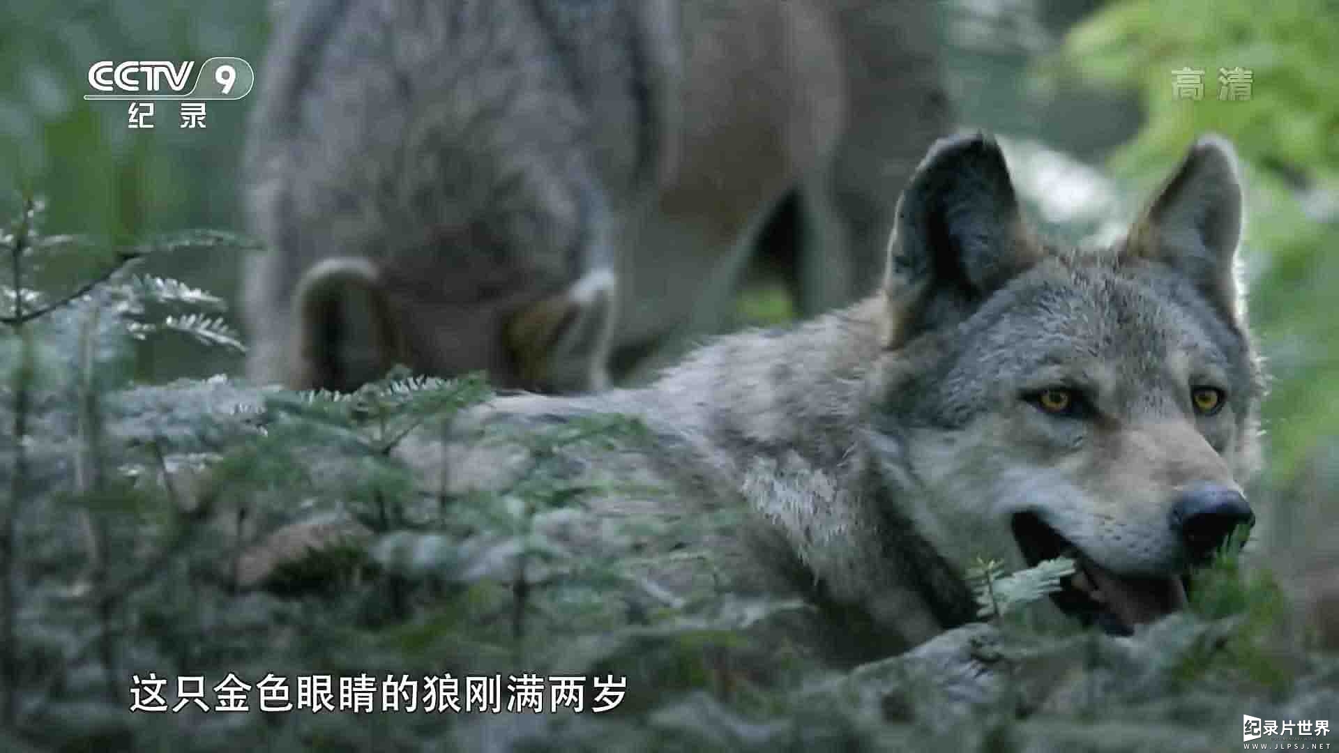 法国纪录片《狼之旅 A Wolf’s Journey 2019》全1集