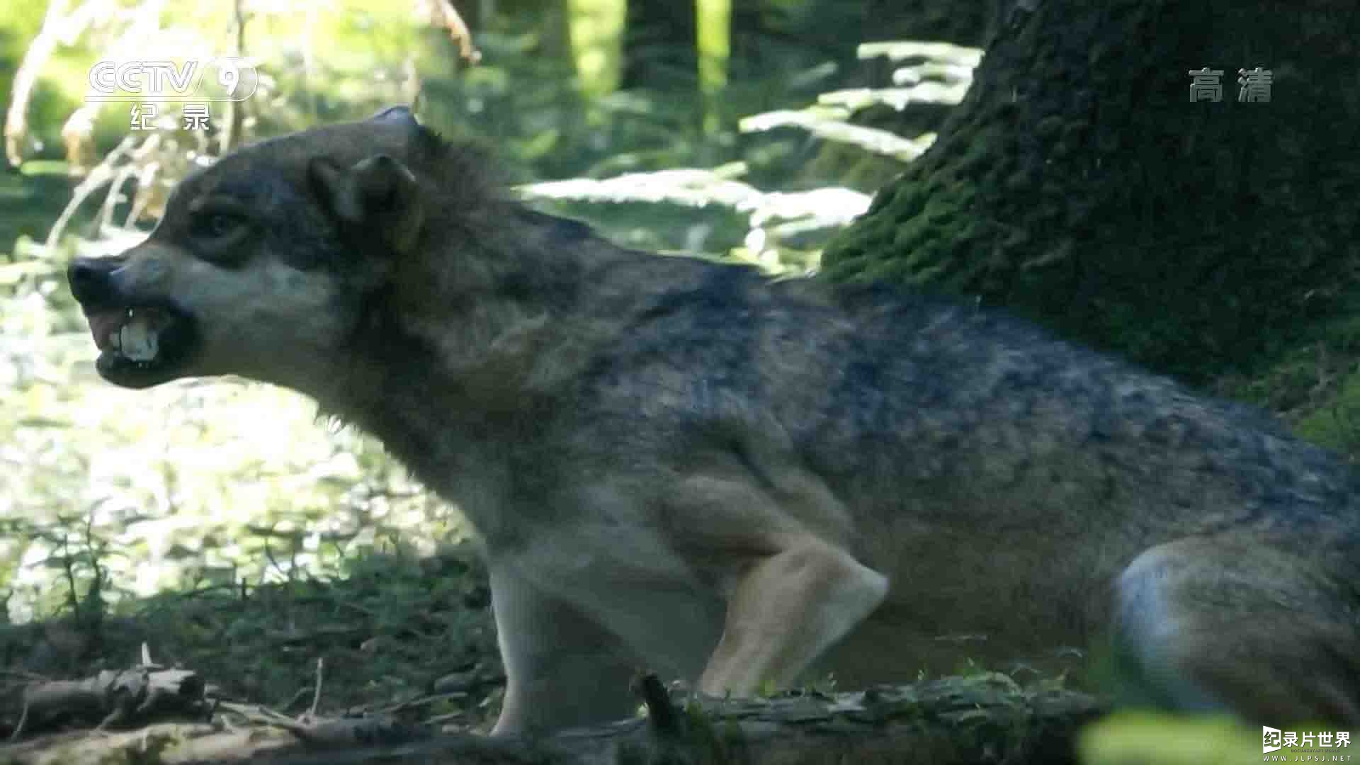 法国纪录片《狼之旅 A Wolf’s Journey 2019》全1集