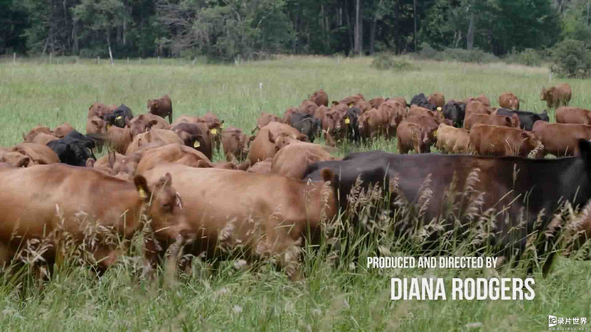 美国纪录片《神圣的牛 Sacred Cow 2020》全1集