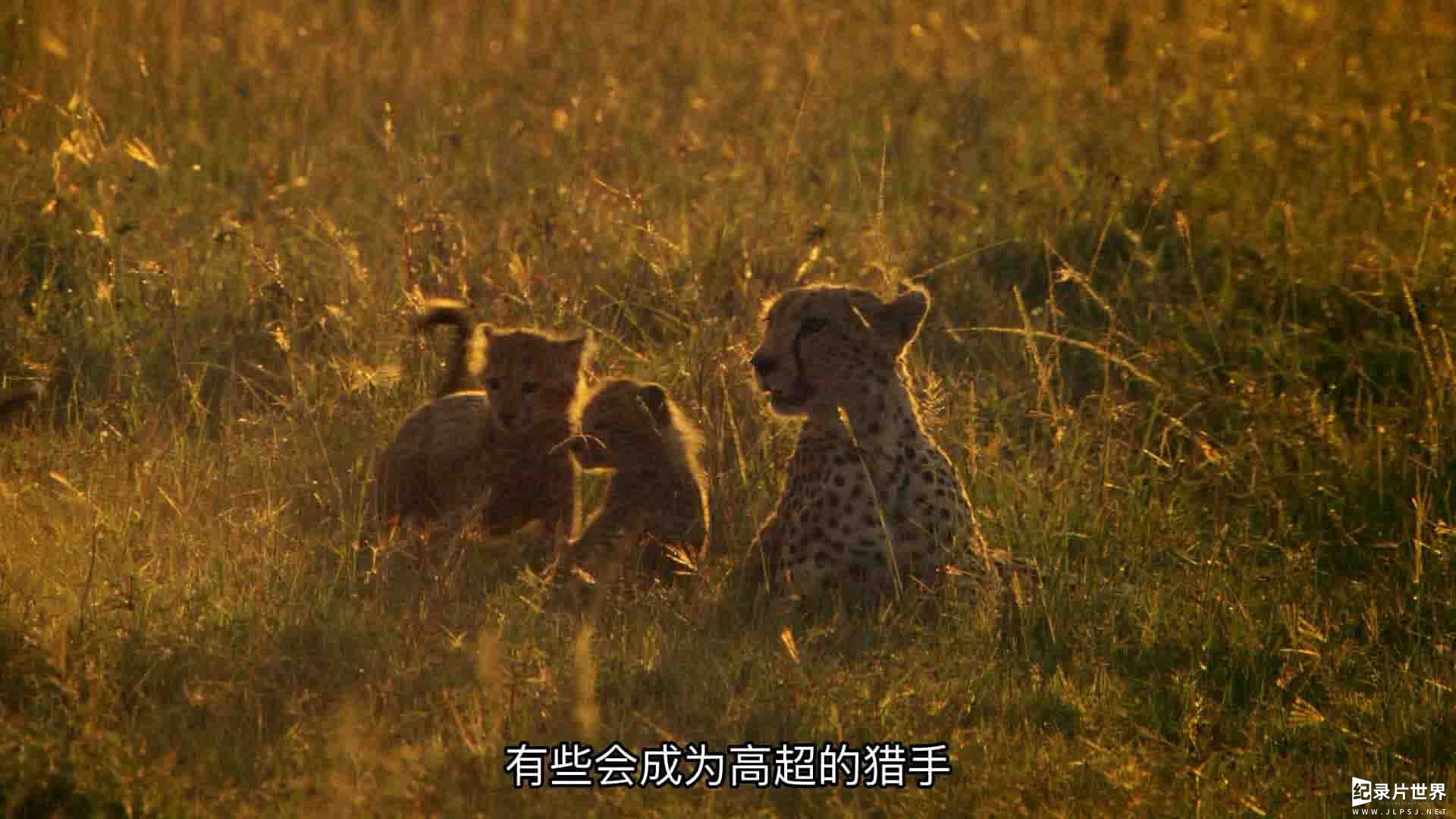 迪士尼纪录片《大自然成长记/征服荒野 Growing Up Wild 2016》全1集