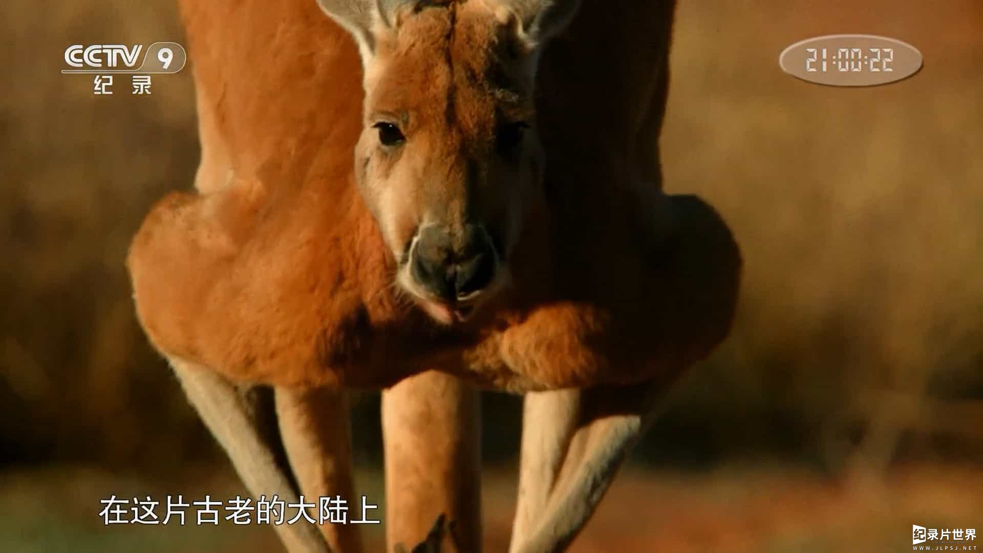 央视自然传奇《神奇的有袋类动物 2018》全1集