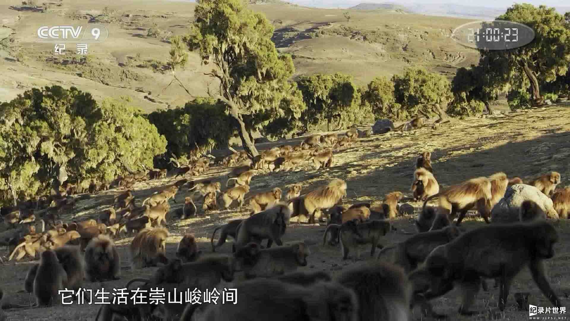 国家地理频道 《狮尾狒-山地之王 King of the Mountain Baboons 2017》全1集