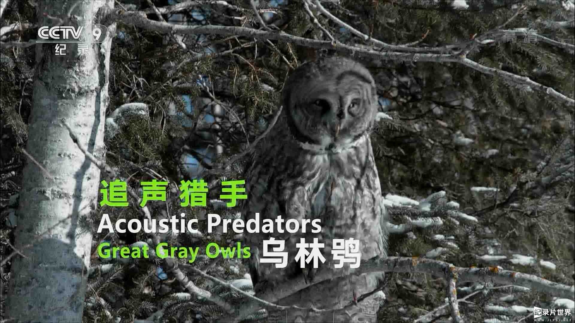 BBC纪录片/央视纪录片《追声猎手：乌林鸮 Acoustic Predators:Great Gray Owls 2016》全1集
