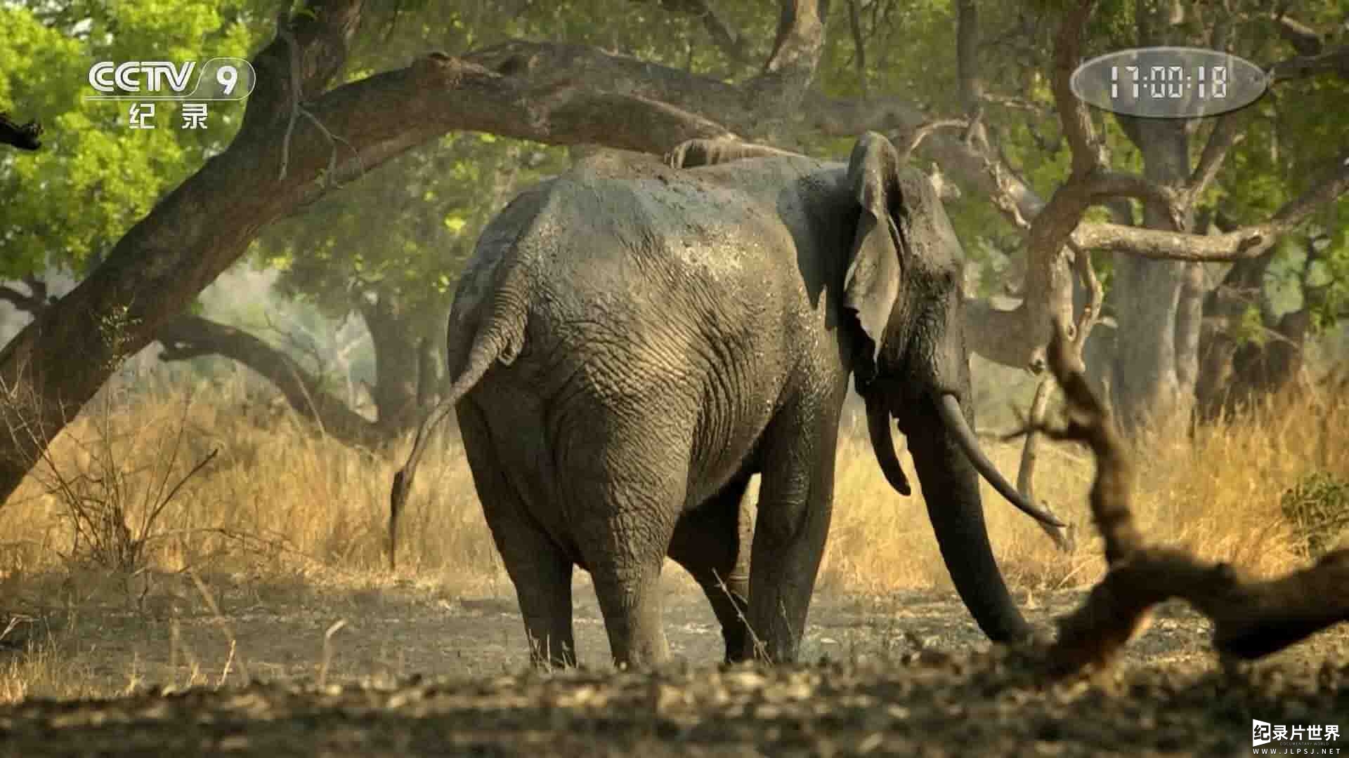 央视纪录片《生命之荫 Africa’s Tress of Life 2016》全2集 