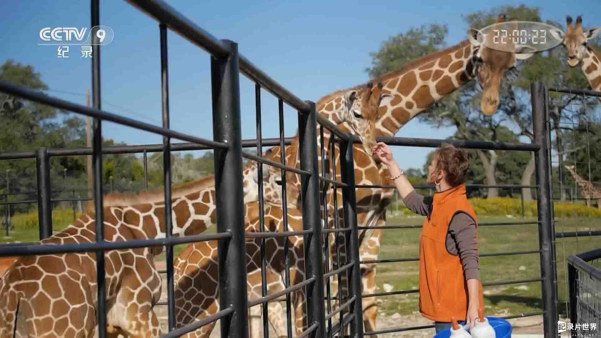 央视纪录片《最后的长颈鹿 Last of the Longnecks/Walking with Giraffes 2017》全1集 