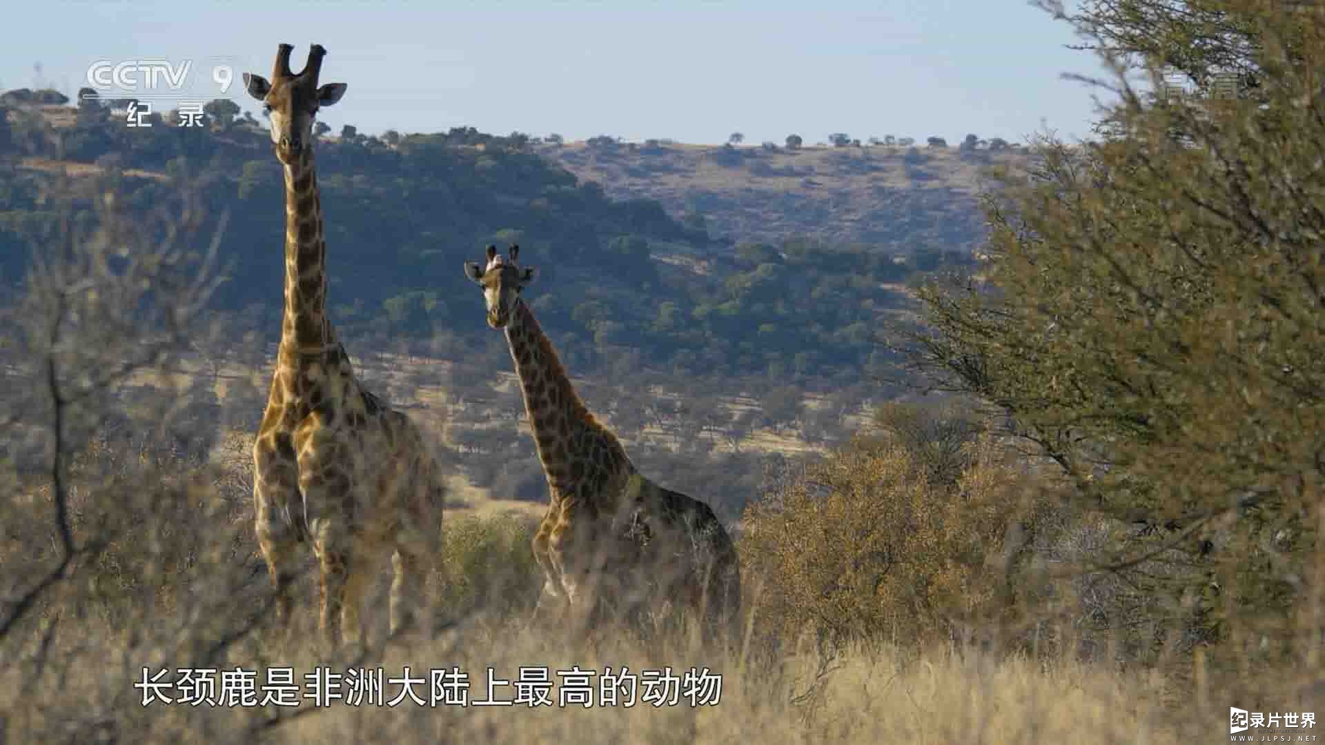 央视纪录片《最后的长颈鹿 Last of the Longnecks/Walking with Giraffes 2017》全1集 
