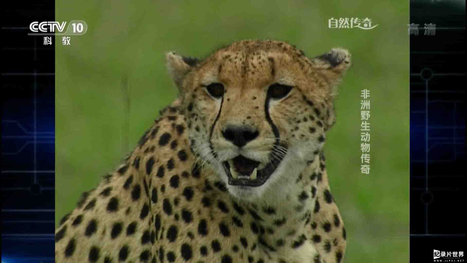 央视自然传奇《非洲野生动物传奇 2015》全1集