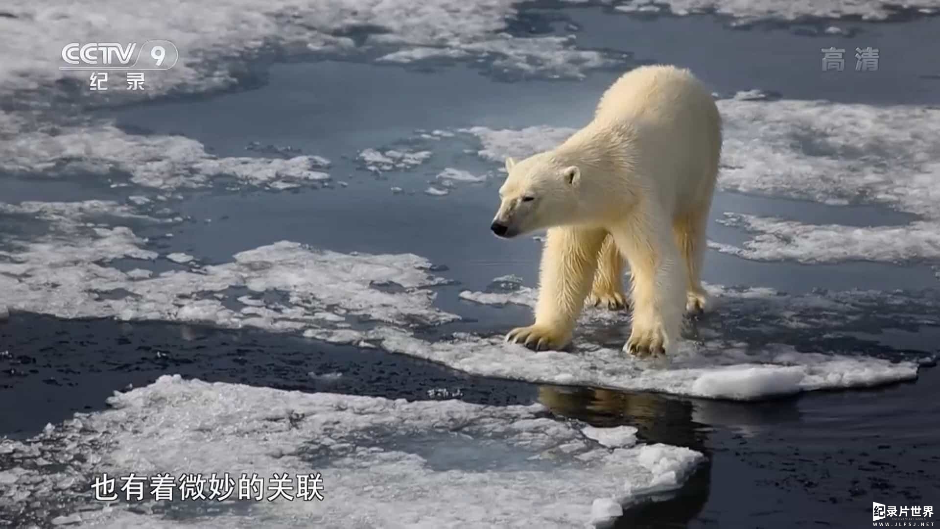 央视纪录片《野性的世界 World of the Wild》全6集