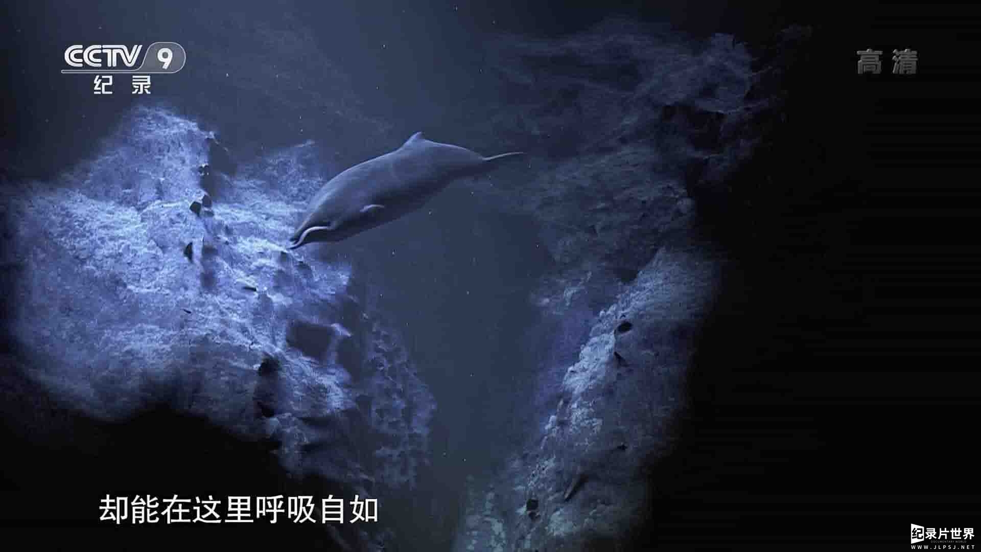 法国纪录片《深潜能手 – 海洋哺乳动物 Marine Mammals:Champions of the Deep 2019》全1集