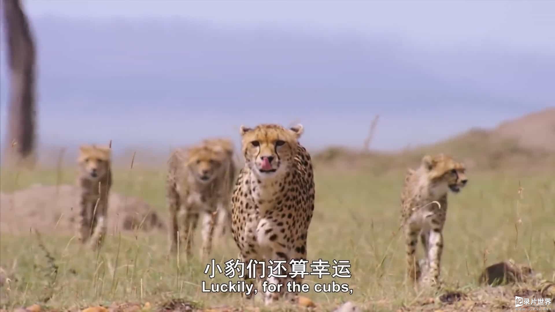 BBC纪录片《不可思议的捕食者 Incredible Predators 2017》全1集