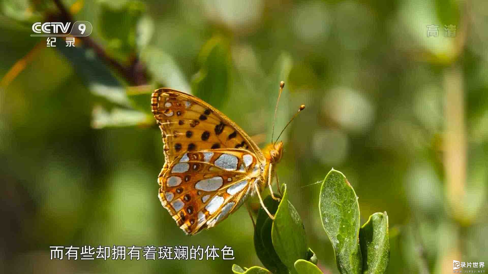 西班牙纪录片《蝴蝶的隐秘世界 Butterflies 2018》全1集 