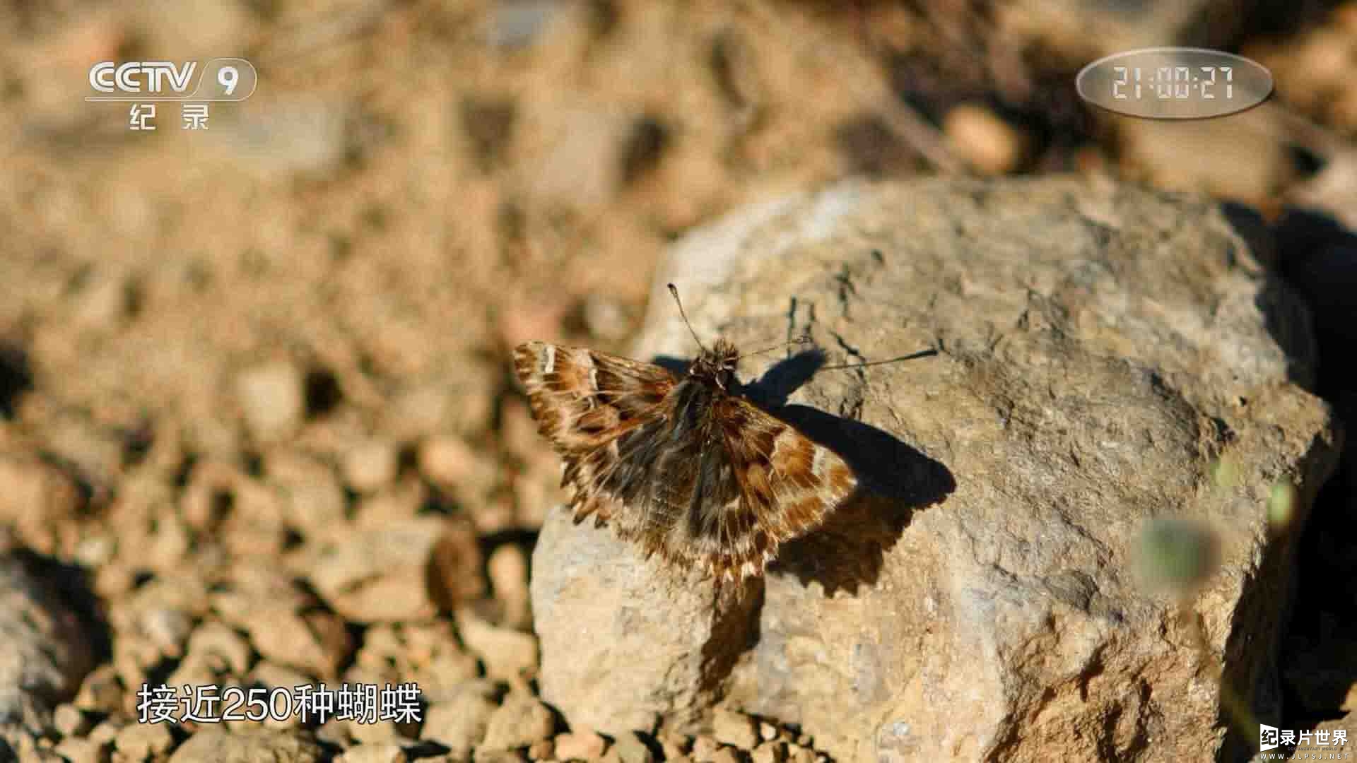 西班牙纪录片《蝴蝶的隐秘世界 Butterflies 2018》全1集 