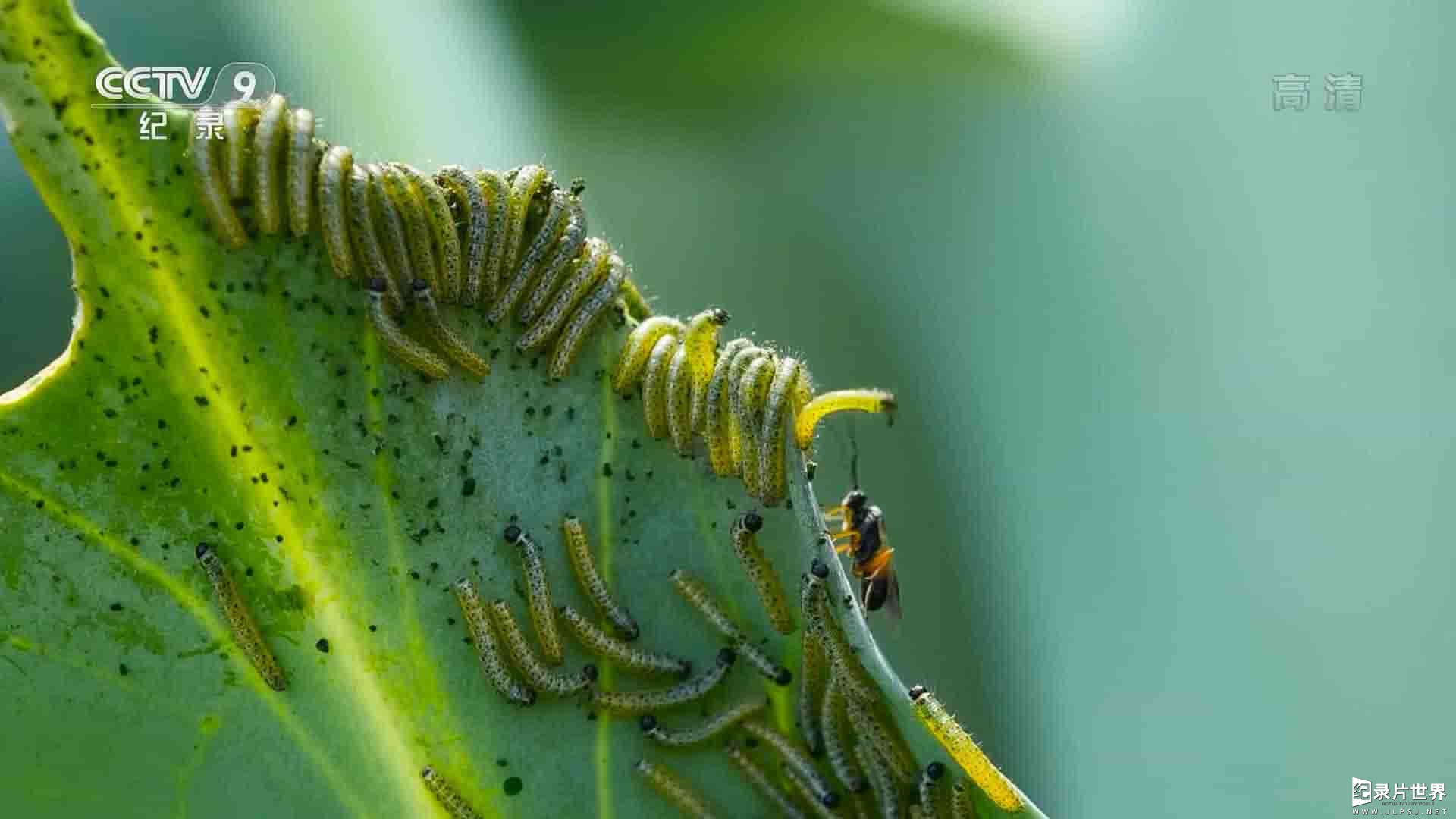 西班牙纪录片《蝴蝶的隐秘世界 Butterflies 2018》全1集 