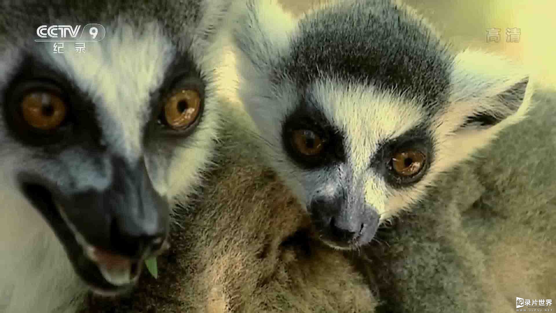 IMAX纪录片《狐猴岛 the Lemur’s Island 2018》全1集