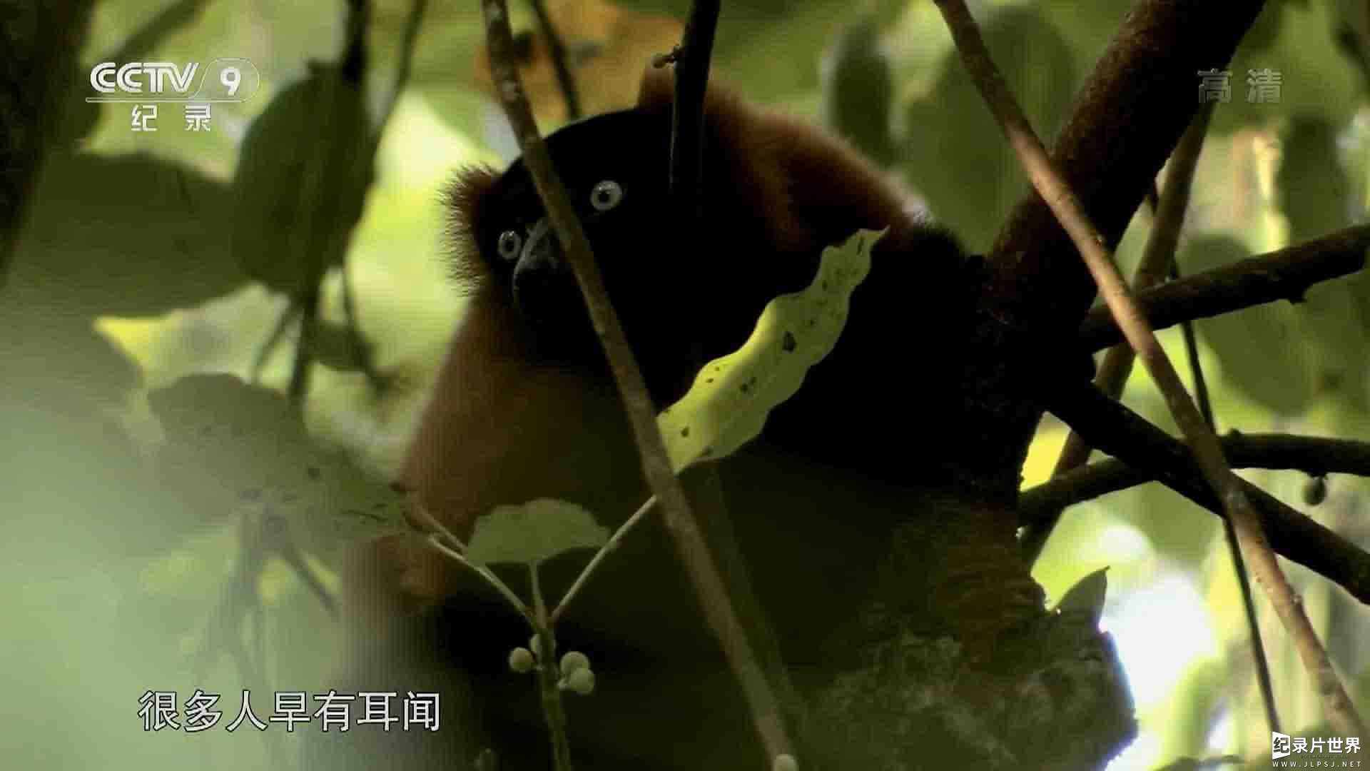 IMAX纪录片《狐猴岛 the Lemur’s Island 2018》全1集