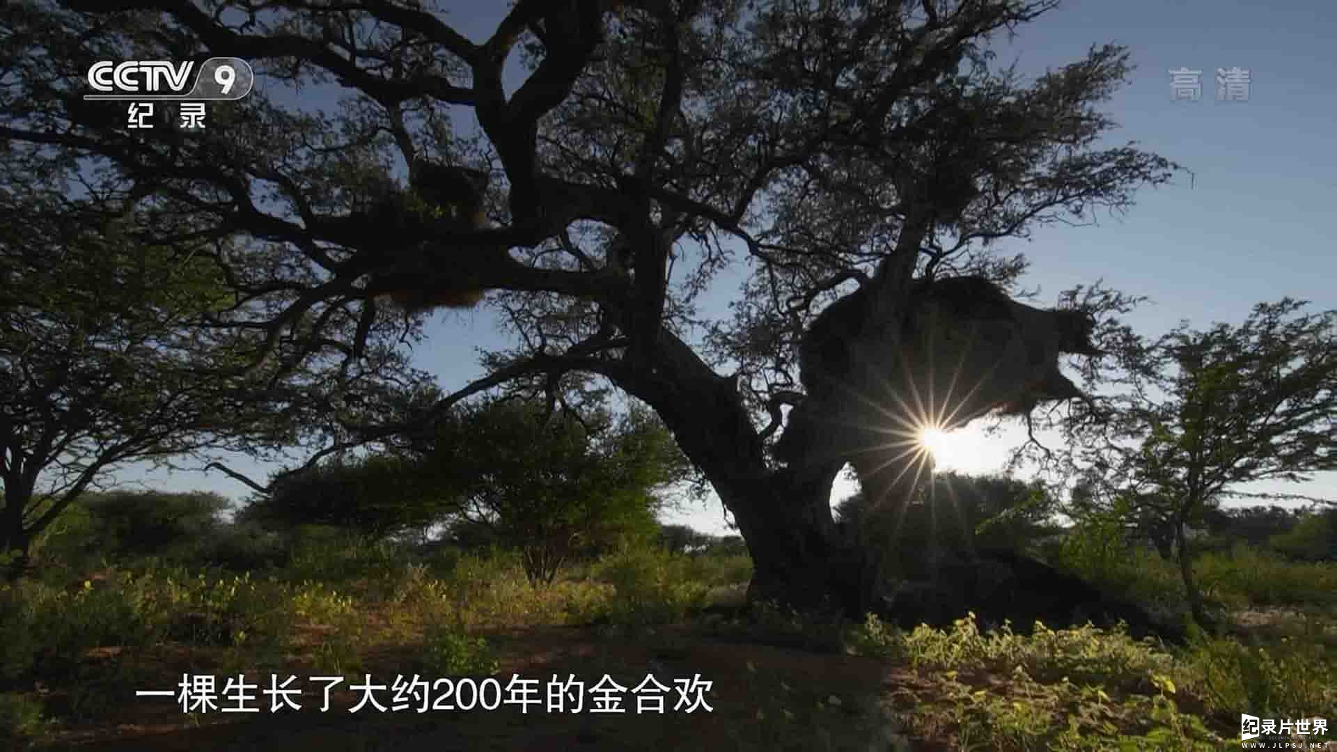 央视野生植物纪录片《生命之树 Rooted》全5集 