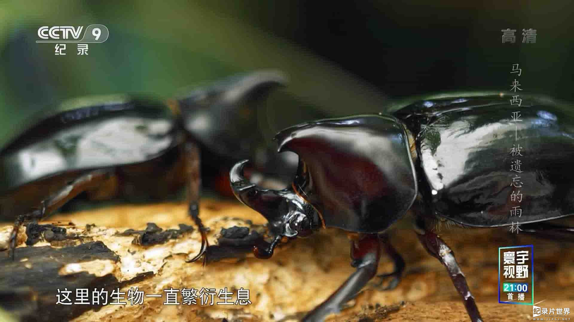 央视纪录片《马来西亚被遗忘的雨林 Forgotten Forests of Malaysia 2018》全1集