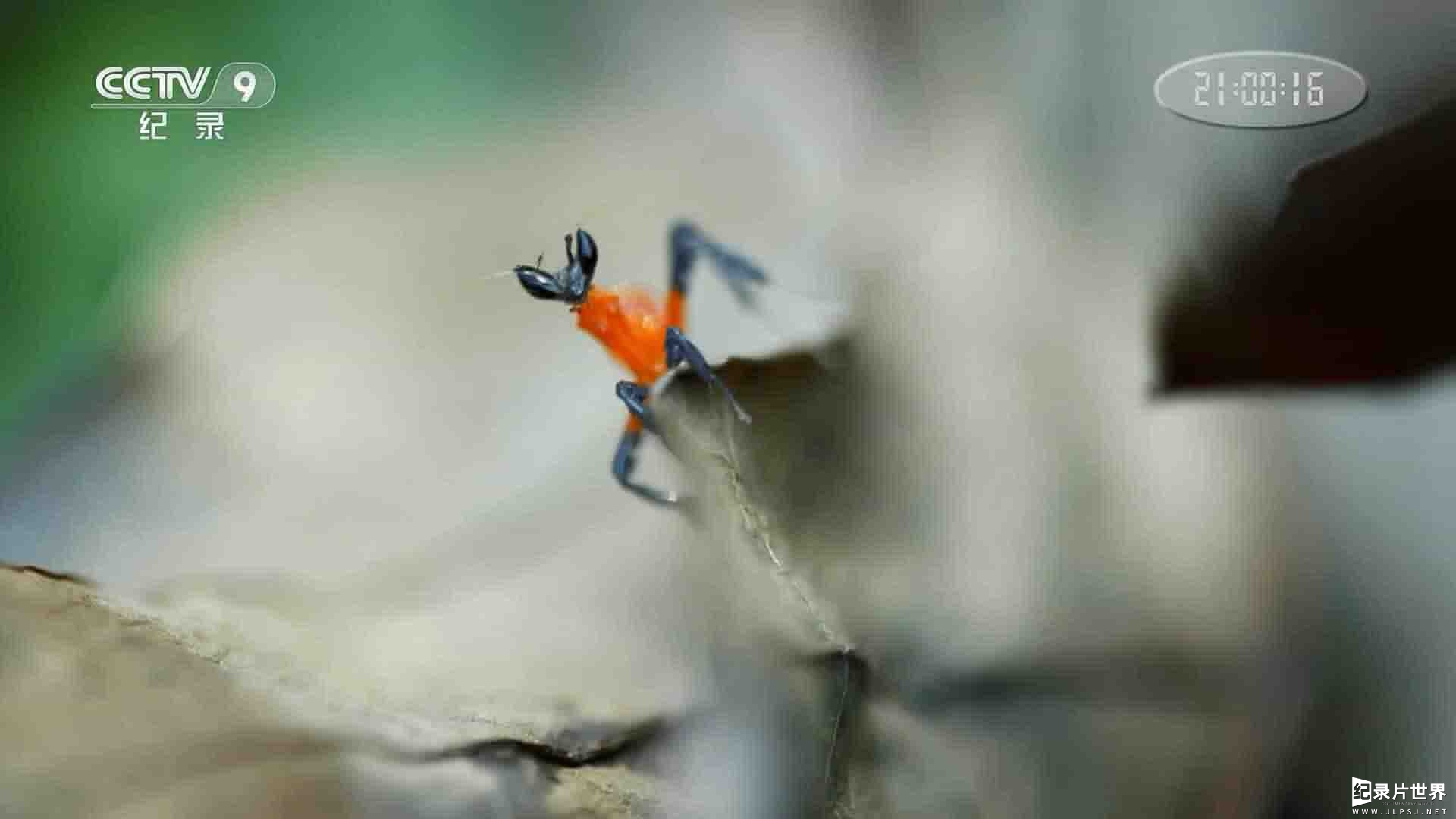 央视纪录片《马来西亚被遗忘的雨林 Forgotten Forests of Malaysia 2018》全1集