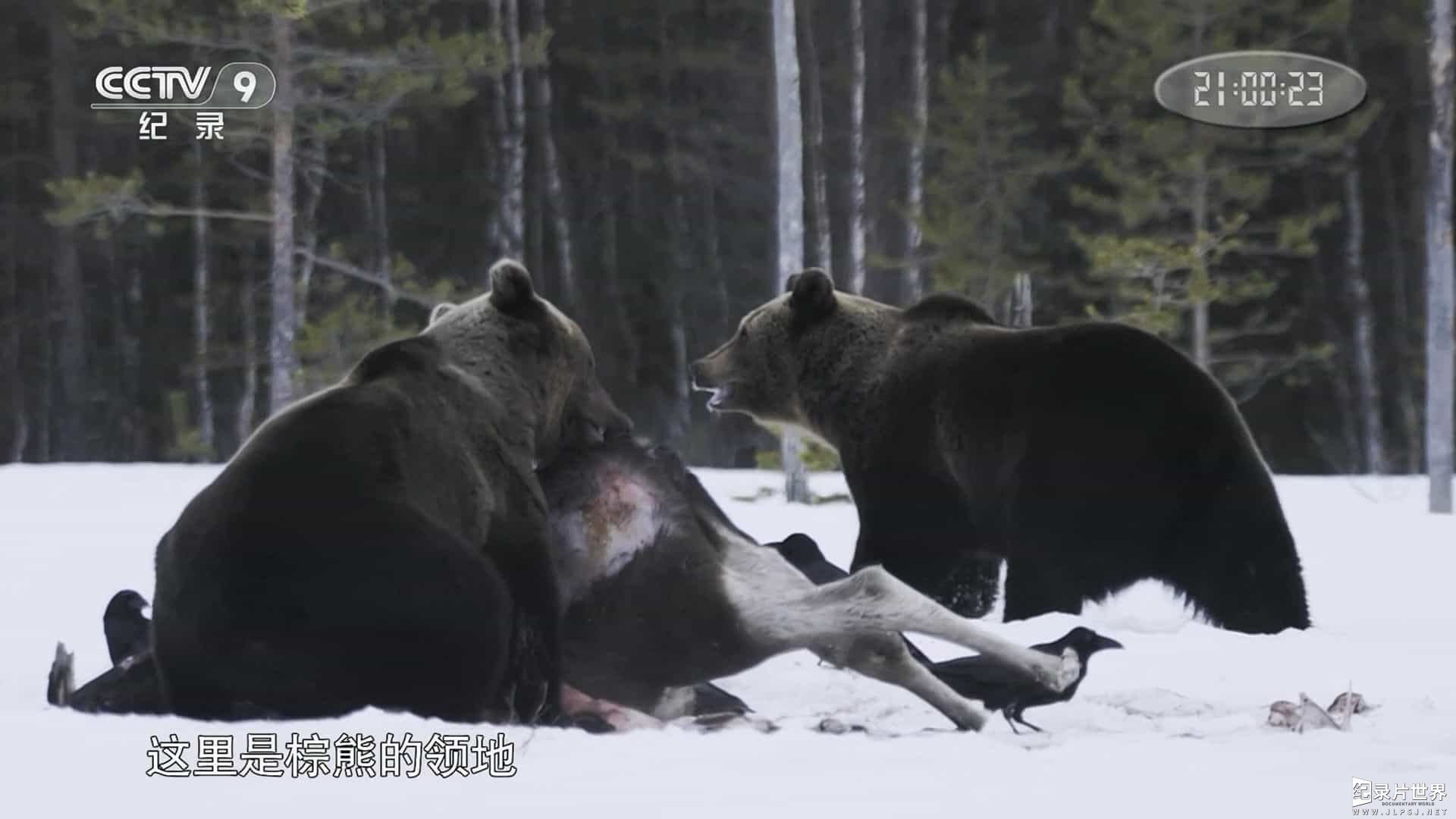 央视纪录片《狼熊大战 Wolf vs Bear 2018》全1集