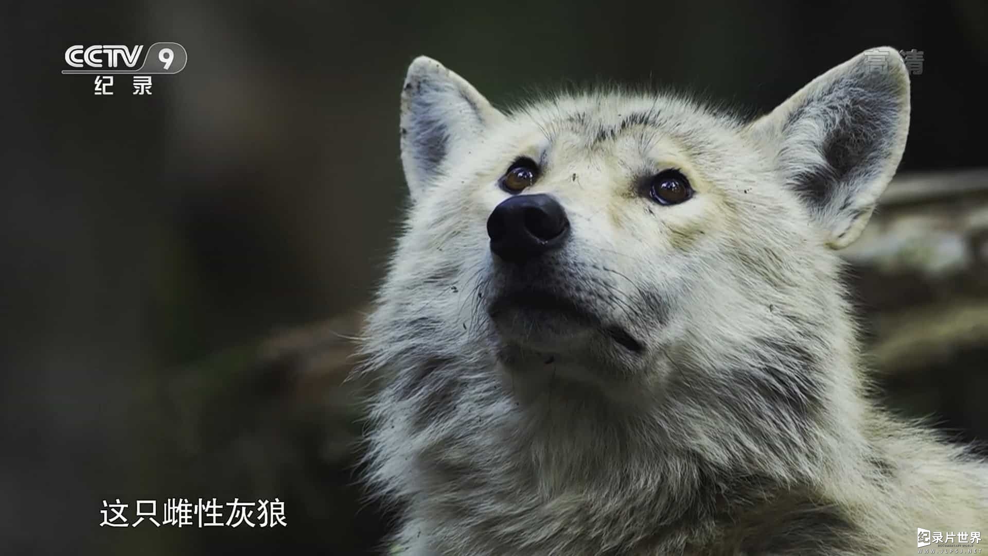 央视纪录片《狼熊大战 Wolf vs Bear 2018》全1集