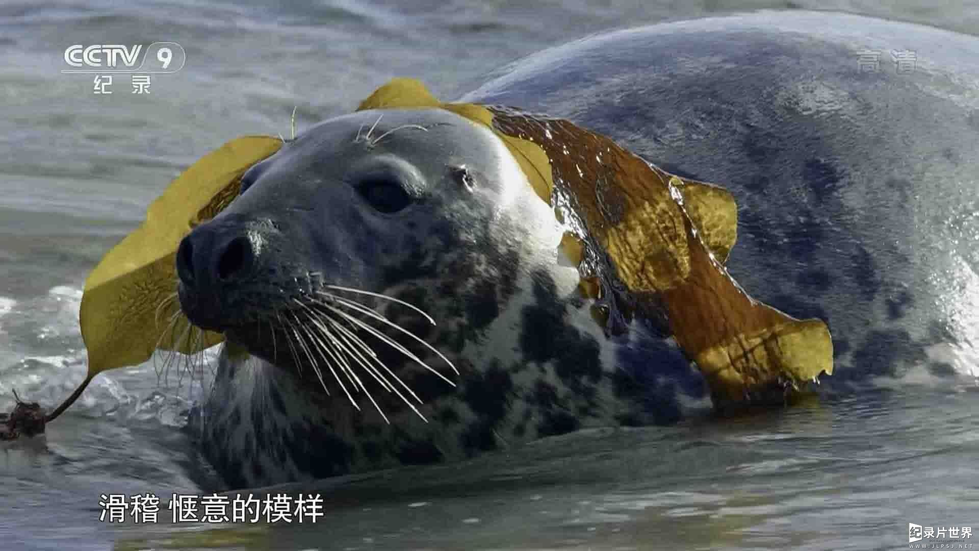 央视纪录片《灰海豹的求生之旅 A Journey of Survival 2018》全1集