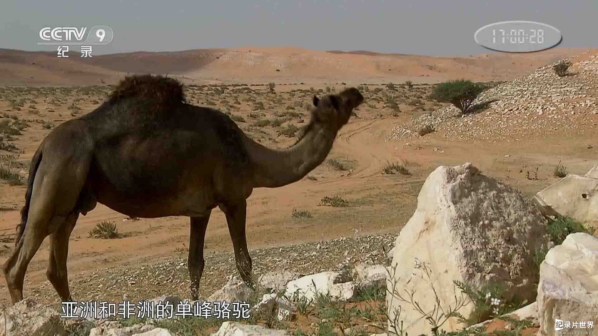 法国纪录片《骆驼一族的回归 The Return Of The Camelids 2018》全3集