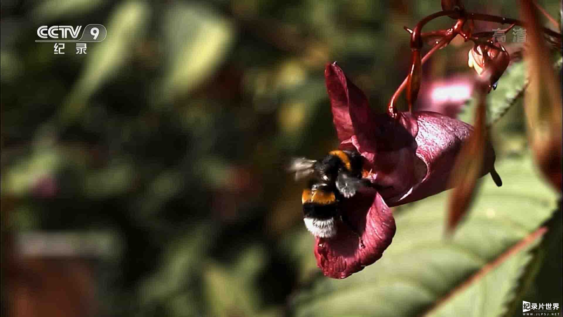 奥地利纪录片《揭秘熊蜂 Secrets of BumbleBees 2013》全1集