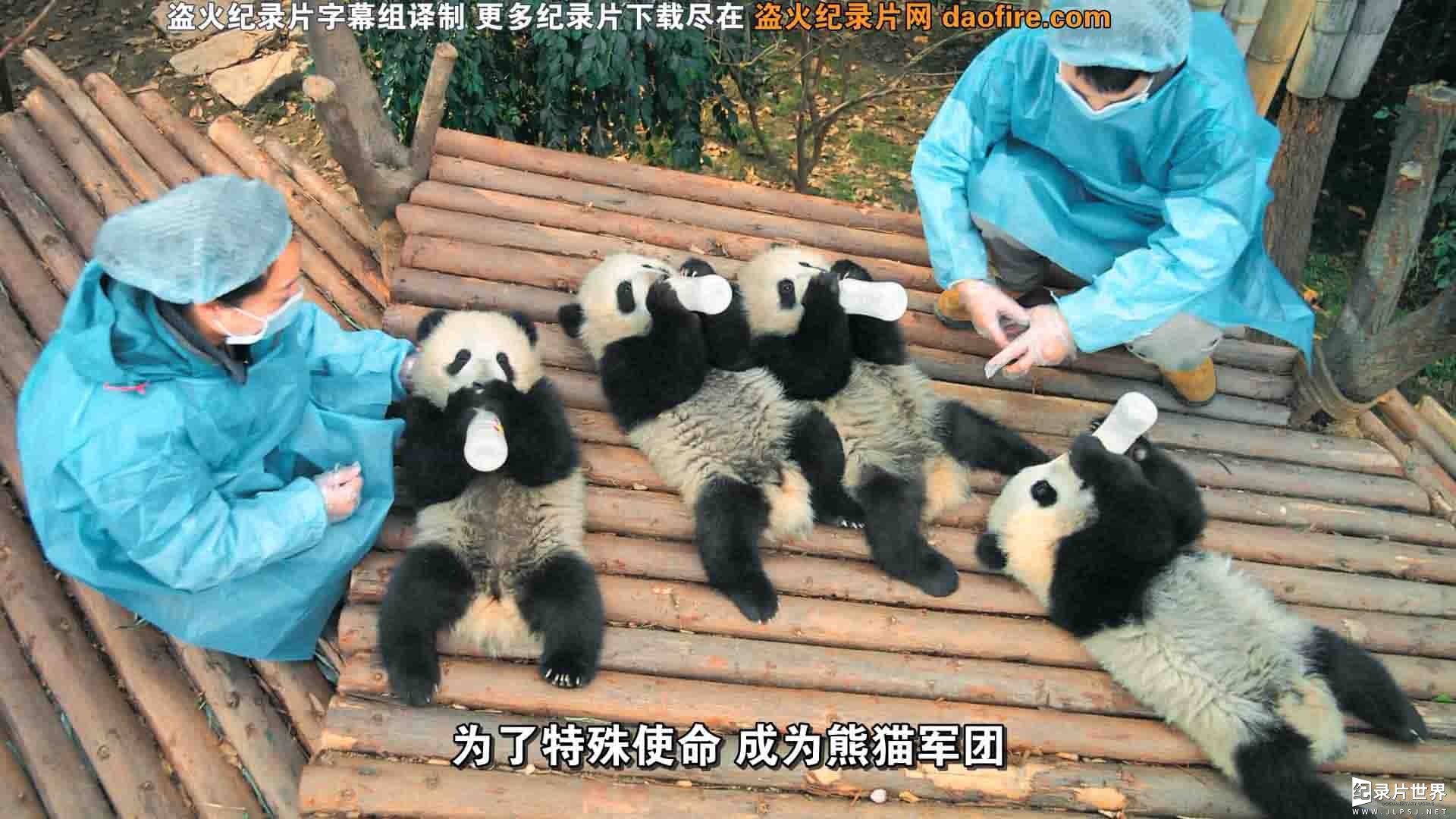 IMAX纪录片《大熊猫 Pandas 2018》全1集 