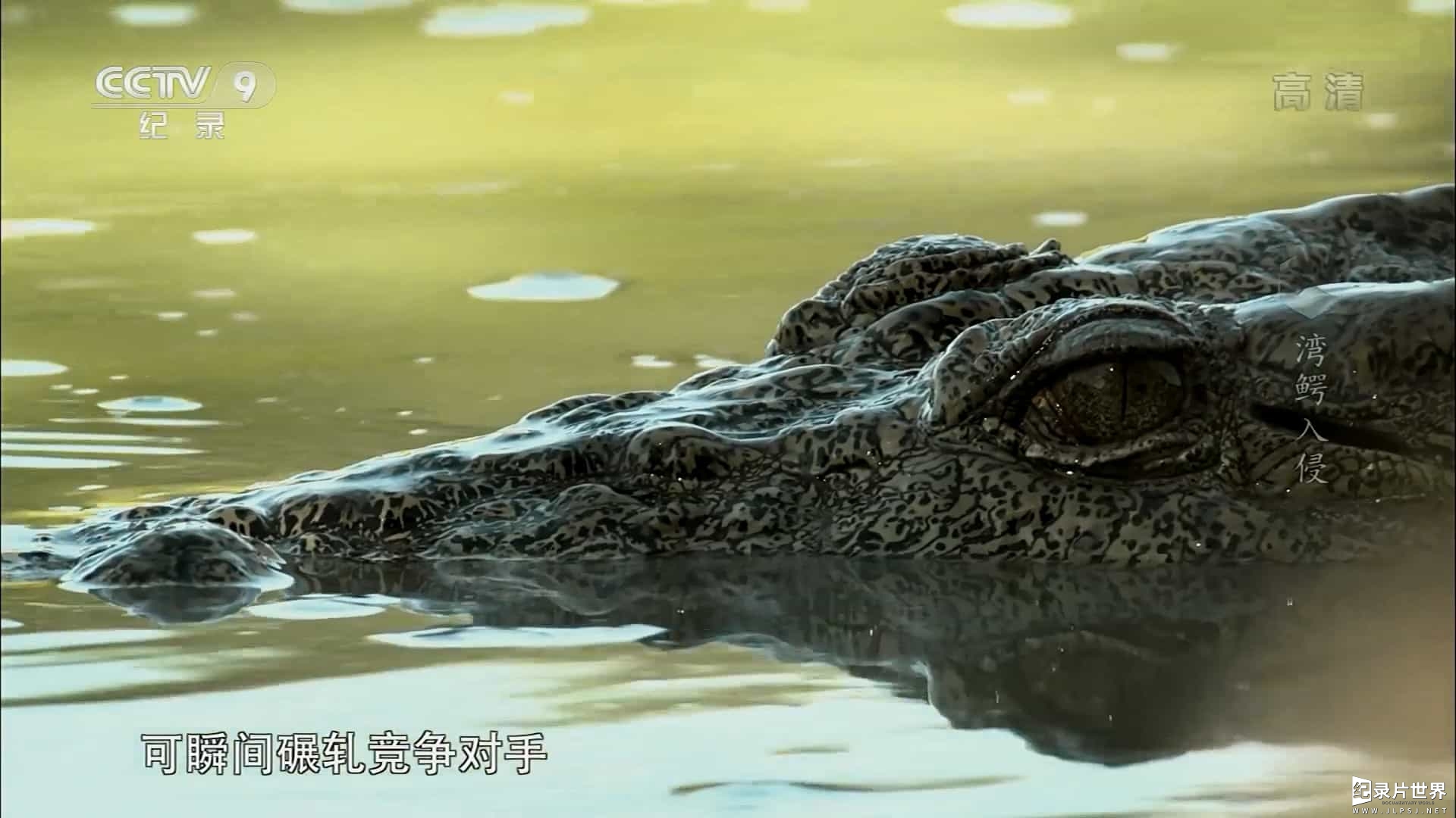 央视纪录片《湾鳄入侵 2015》全1集 